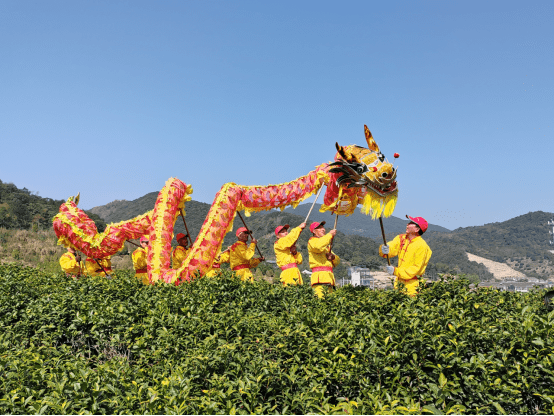 今春第1口鲜！海曙区第5届开茶节启动-图片3