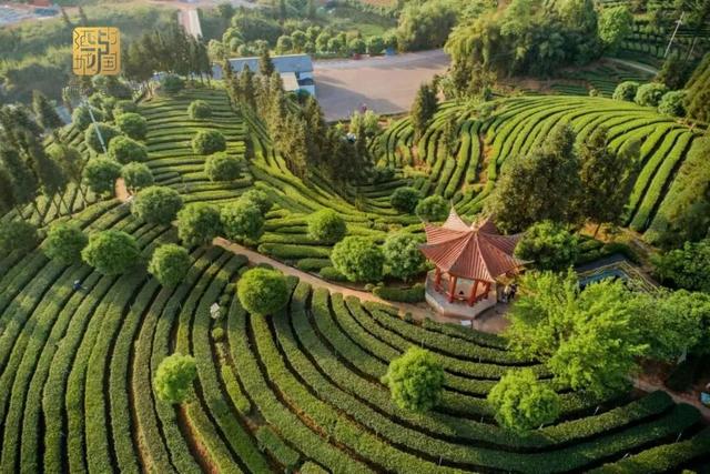 赶在春天,喝杯川茶!-图片26