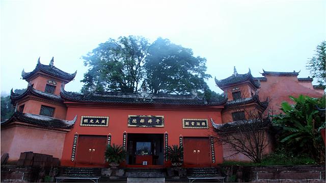 赶在春天,喝杯川茶!-图片7