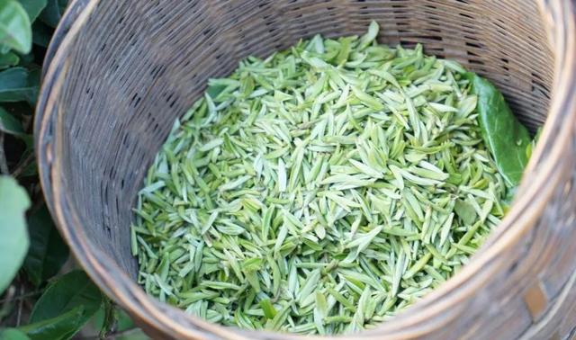 赶在春天,喝杯川茶!-图片18