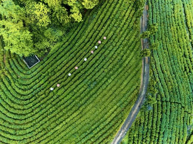 赶在春天,喝杯川茶!-图片29