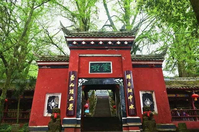 赶在春天,喝杯川茶!-图片2