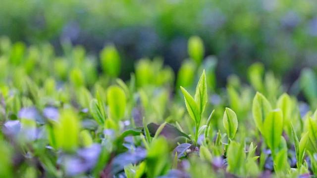 赶在春天,喝杯川茶!-图片28