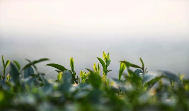 赶在春天,喝杯川茶!-图片20