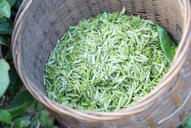 赶在春天,喝杯川茶!-图片23