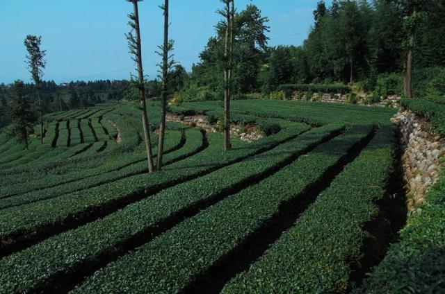 赶在春天,喝杯川茶!-图片15