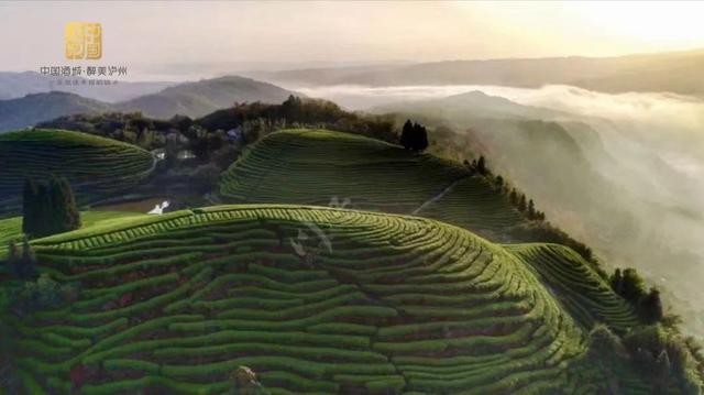赶在春天,喝杯川茶!-图片26