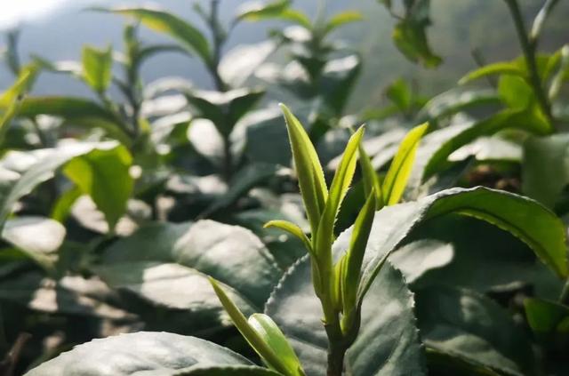 赶在春天,喝杯川茶!-图片22