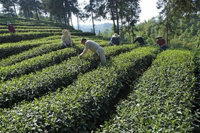 赶在春天,喝杯川茶!-图片3