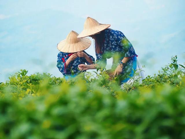 赶在春天,喝杯川茶!-图片8