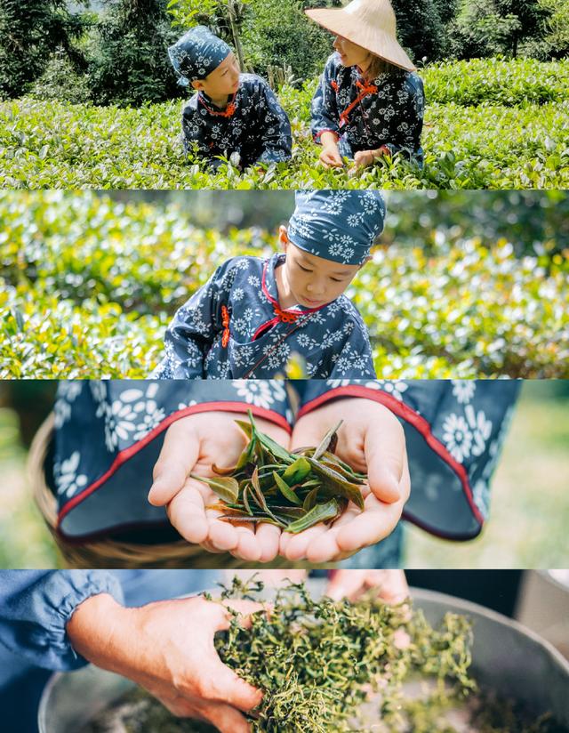 赶在春天,喝杯川茶!
