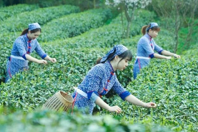 赶在春天,喝杯川茶!-图片10