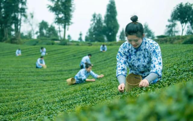 赶在春天,喝杯川茶!-图片16