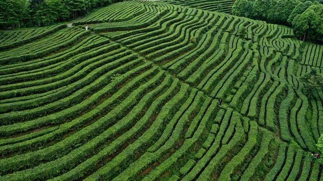 赶在春天,喝杯川茶!-图片21