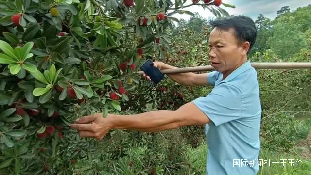 贵州省杨梅总产量可达10万吨以上，品质越来越高-图片3