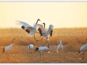 走进盐城黄海湿地,体验生物多样性之美